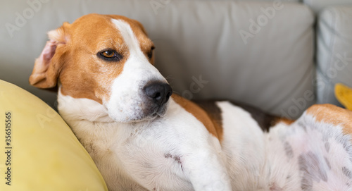 Beagle dog tired sleeps on a couch in funny position © Przemyslaw Iciak