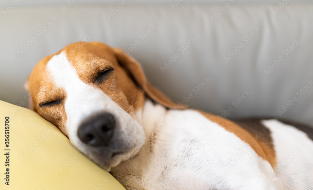 Beagle dog tired sleeps on a couch in funny position Beagle dog tired sleeps on a couch in funny position