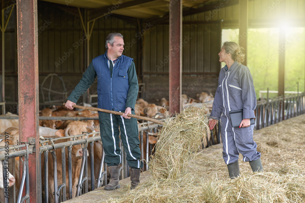 Farmer couple feeding cows and veals in the stabling Farmer couple feeding cows and veals in the stabling