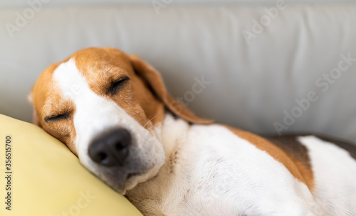 Beagle dog tired sleeps on a couch in funny position © Przemyslaw Iciak