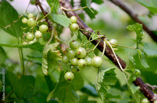 red currant bush unripe green berries of currant on a branch close-up in the garden