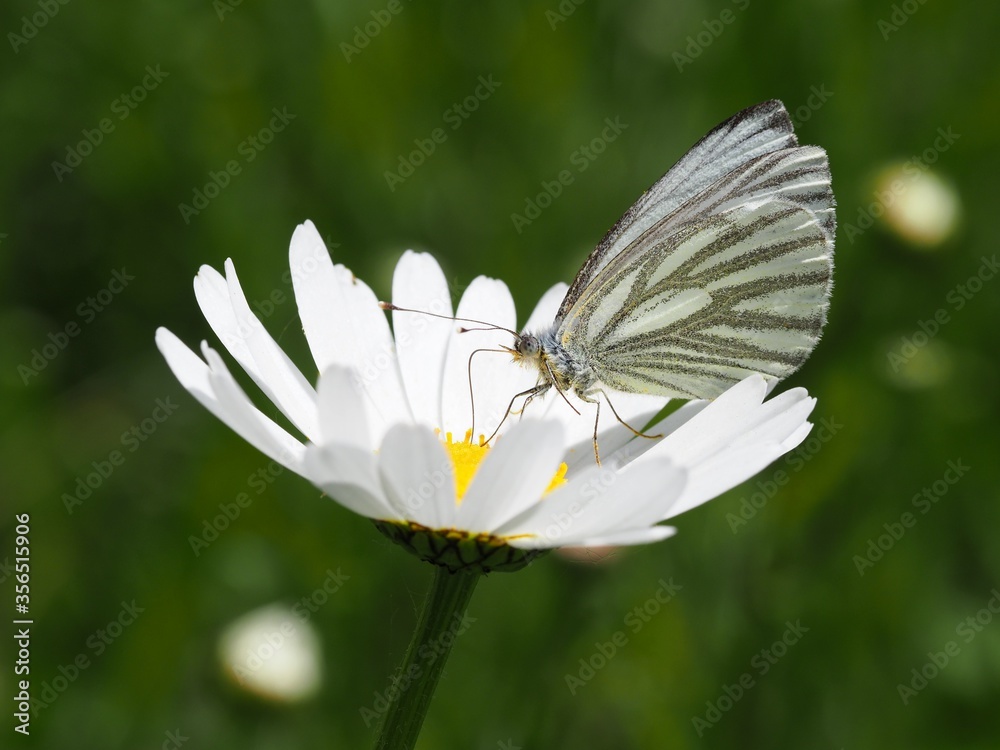 Rapsweißling auf Margerite