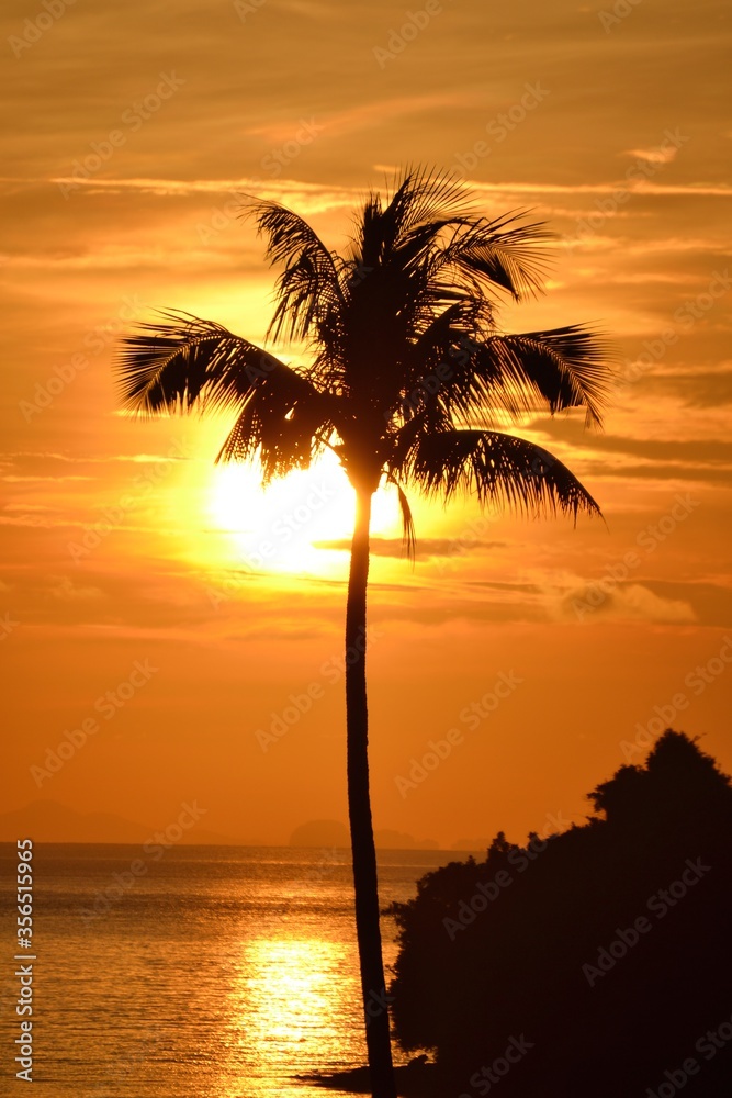 Beautiful rich-coloured sunrise with a palm tree in the foreground 