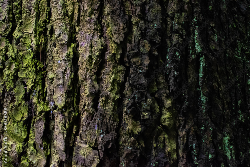 Tree bark closeup, colorful and detailed Tree bark closeup, colorful and detailed