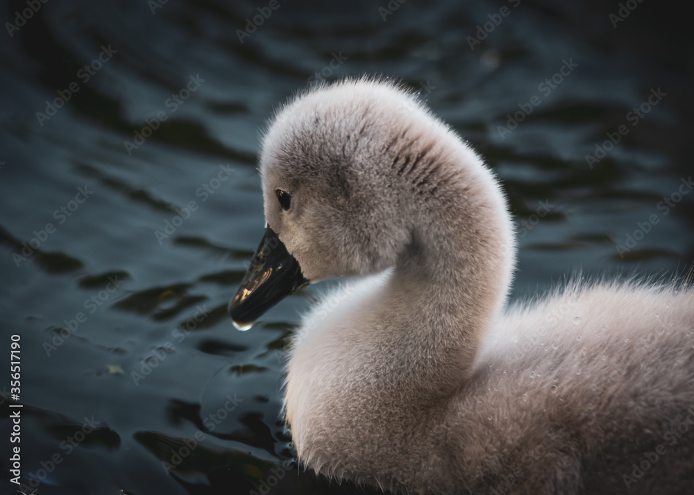 chicks of a white swan playing the pond water close up selective focus blur background