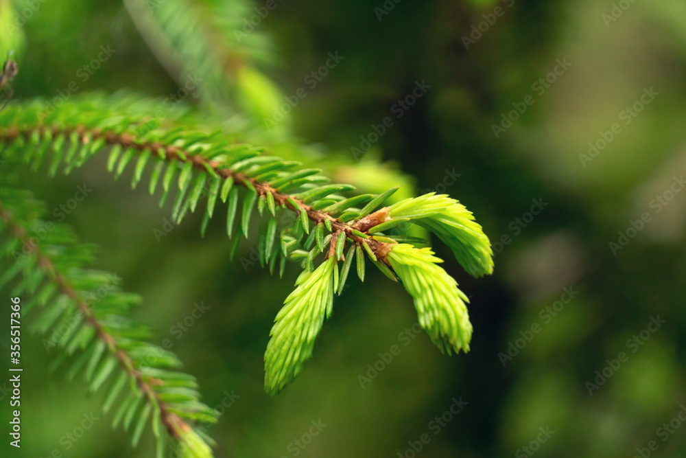 Young spring shoots of a spruce branch are bright green on a blurred background close-up, copy space. Fresh cones on a green fir tree. Young spring shoots of a spruce branch are bright green on a blurred background close-up, copy space. Fresh cones on a green fir tree.