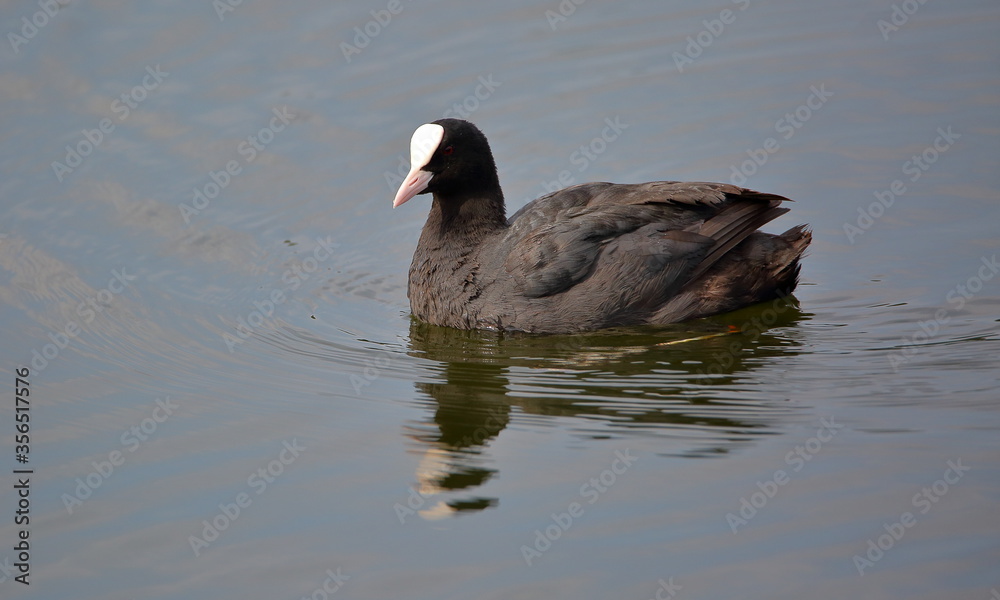 Eurasian coot, common coot, in Latin Fulica astra in water Eurasian coot, common coot, in Latin Fulica astra in water