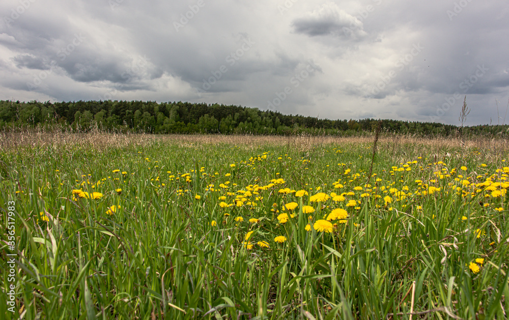 countryside landscape with dandelion flowers on the field