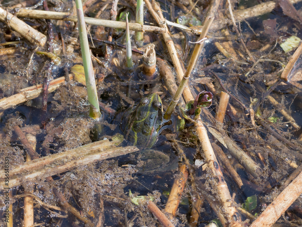 A Frog (Anura) between the reed A Frog (Anura) between the reed