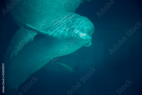 Fotografie Beluga whale swimming in aquarium
