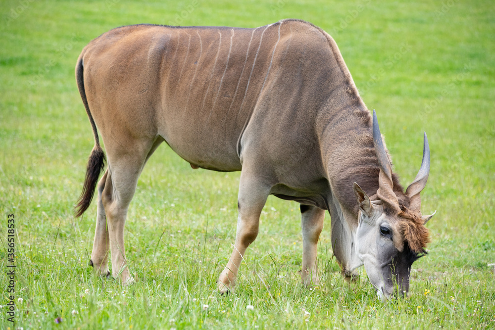 Antilope eland male