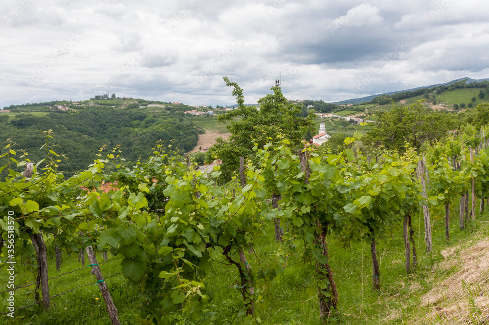 the young Italian hillside vineyard