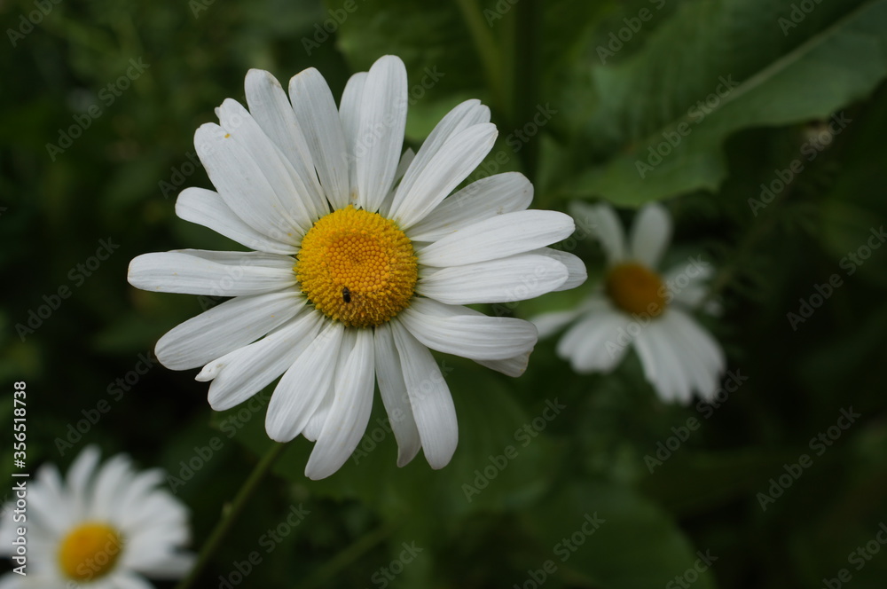 Obraz premium Mageriten