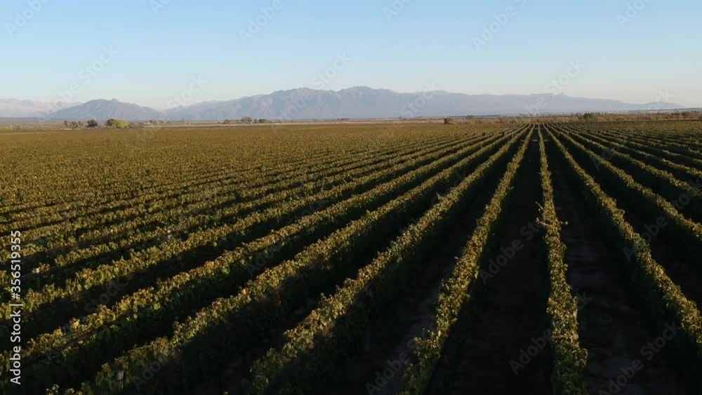 Viñedos de Mendoza con hermoso amancer