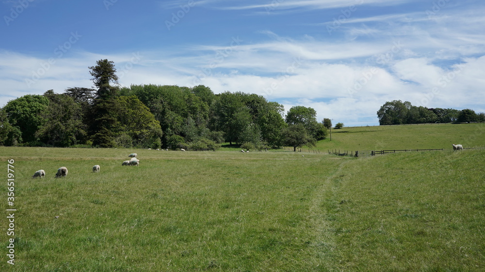 sheep in the field