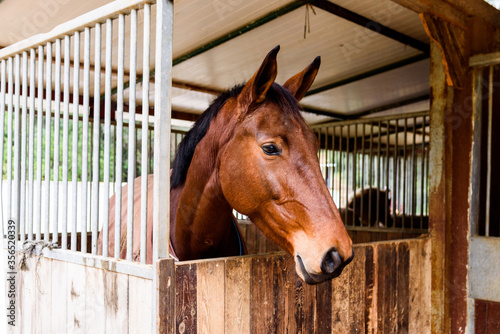 Bay horse standing in wooden stall and resting in stable of equestrian school in countryside