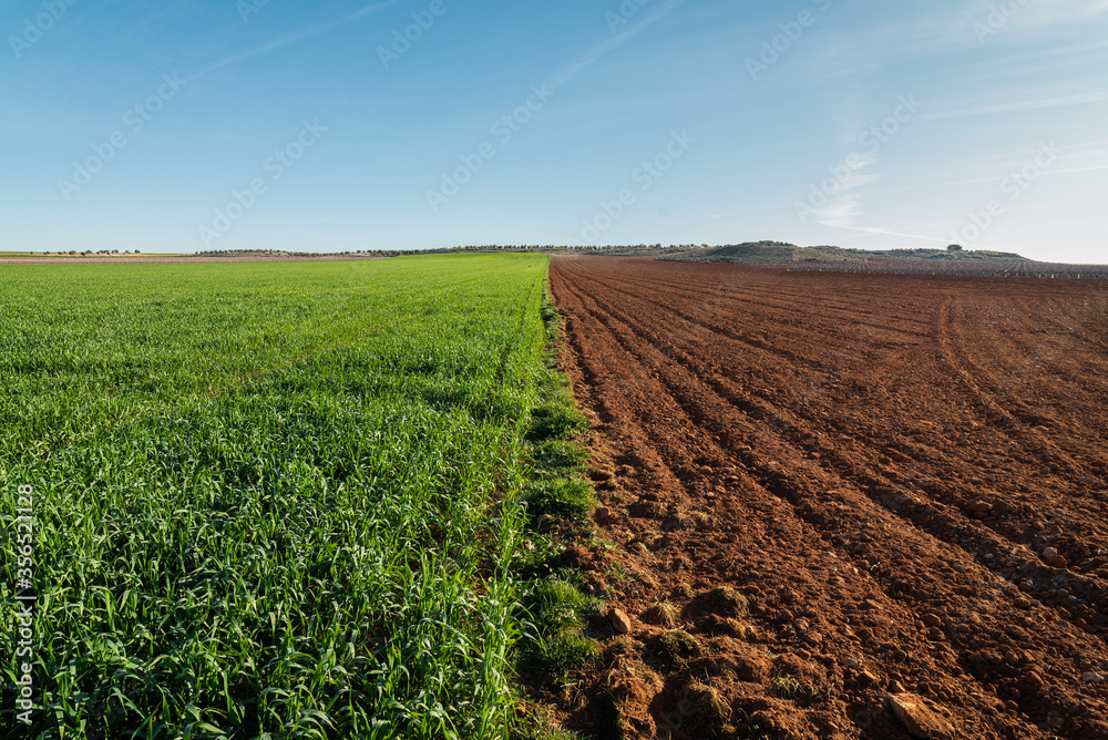 Rural landscape with agricultural field half plowed and half planted under blue sky in sunny day in countryside Rural landscape with agricultural field half plowed and half planted under blue sky in sunny day in countryside