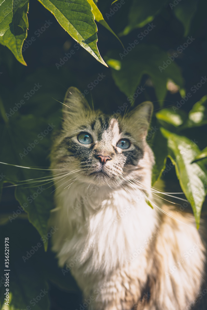 Ragdoll Katze versteckt sich im Gebüsch