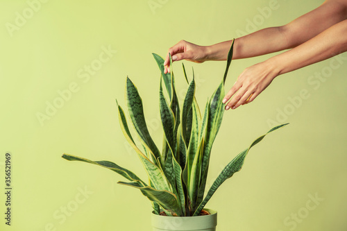 Unrecognizable female touching fresh leaf of Sansevieria Trifasciata on green background in studio photo