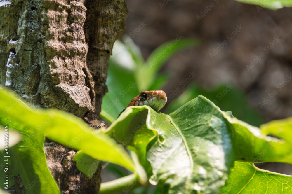 A San Francisco Garter Snake (Thamnophis Sirtalis Tetrataenia) A San Francisco Garter Snake (Thamnophis Sirtalis Tetrataenia)