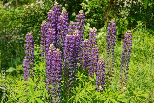 many long blue flowers of lupins in green vegetation in nature in the garden