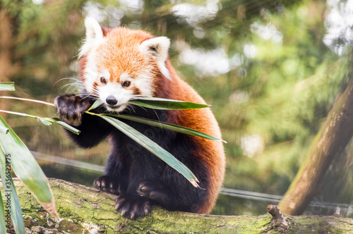 An eating Red Panda  Ailurus Fulgens 