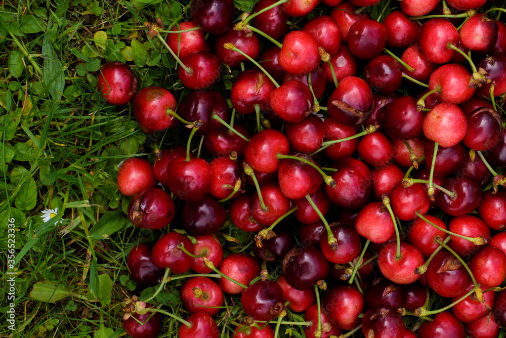 Sweet cherry fruit images on the green grass Sweet cherry fruit images on the green grass