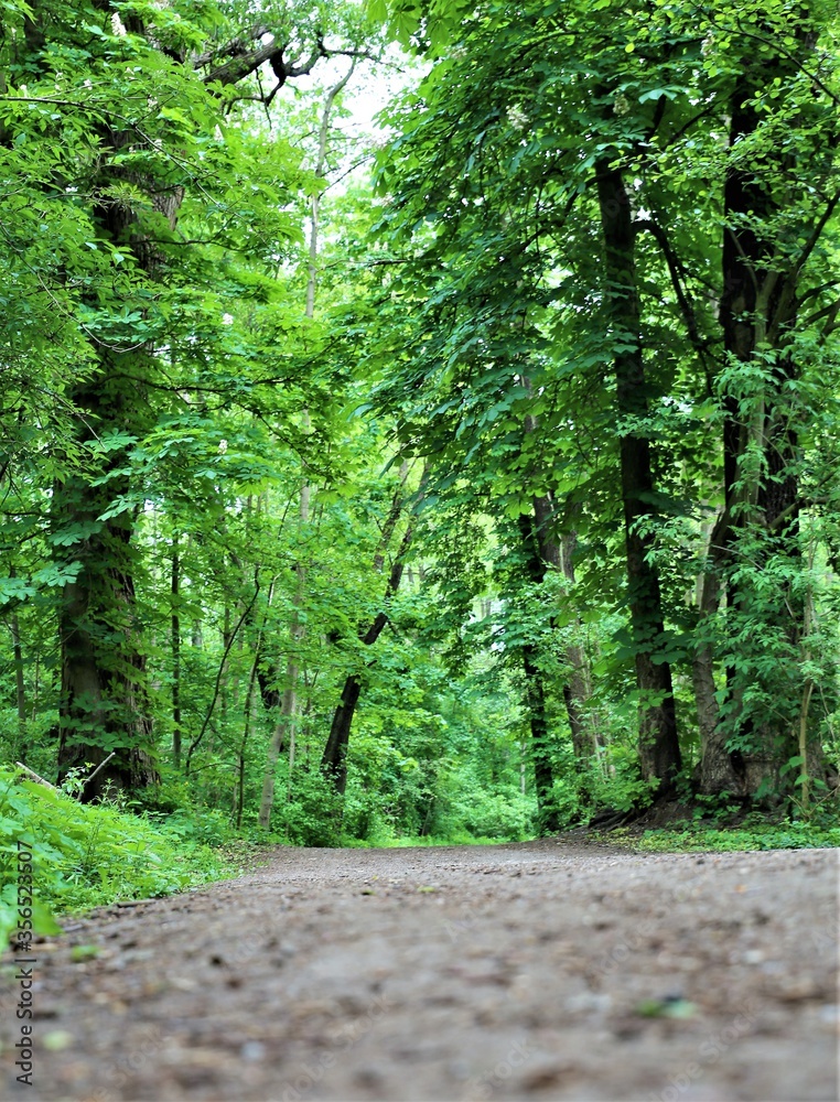 Fototapeta premium las, ścieżka w lesie, droga w lesie, droga w parku, forest