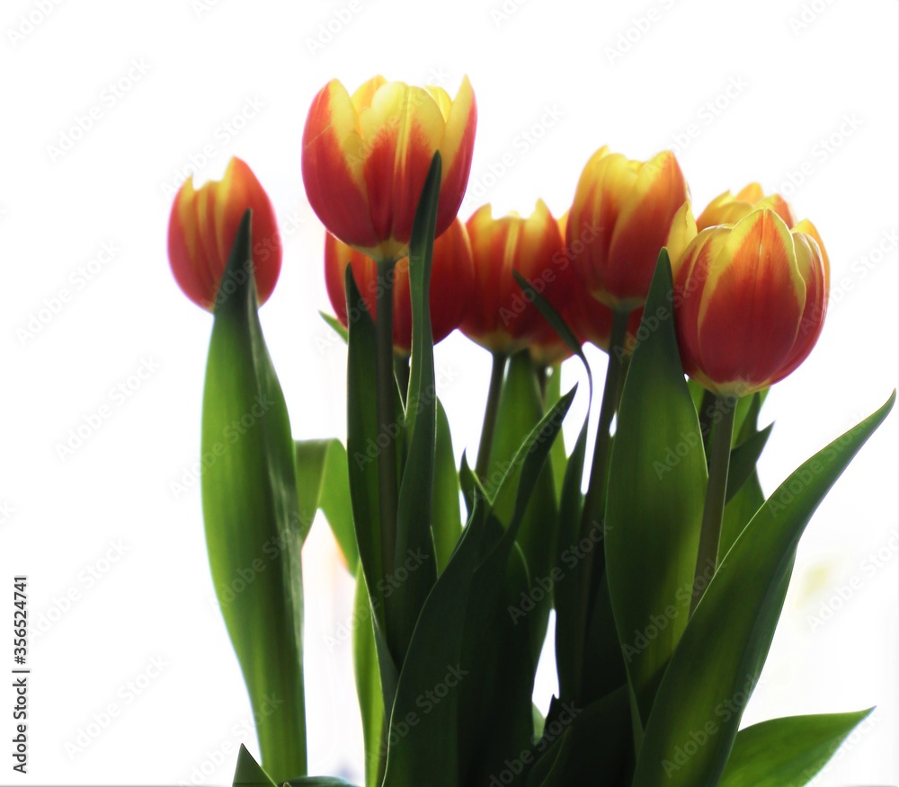 tulipany, bukiet kwiatów - obrazy, fototapety, plakaty 