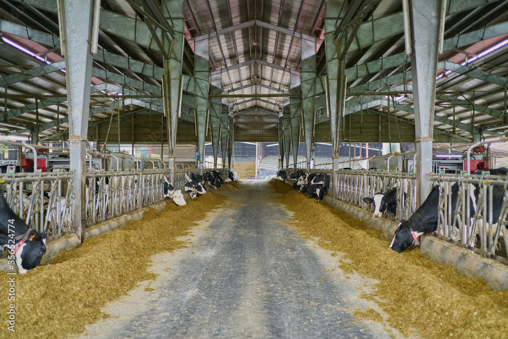 Interior of modern spacious cow barn with cows in stalls eating hay ...