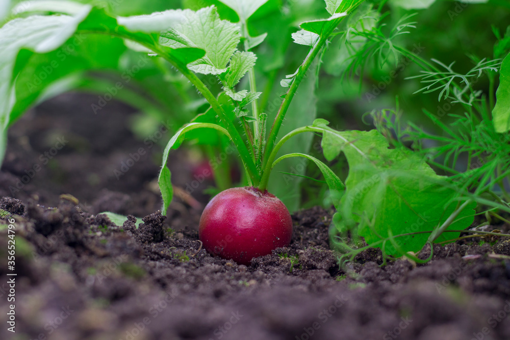 Young red radish with green tops. Radish is a healthy vegetable for immunity. Growing in the ground. Close-up. Young red radish with green tops. Radish is a healthy vegetable for immunity. Growing in the ground. Close-up.