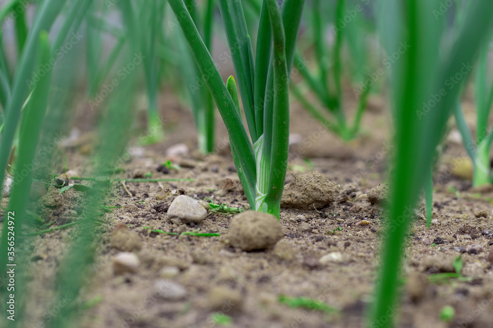 close-up of onion plantation after the watering close-up of onion plantation after the watering