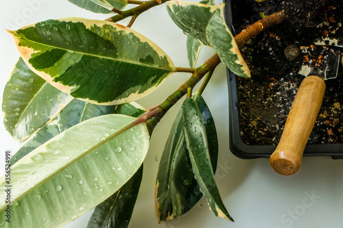 Repoting Ficus elastica tineke into a new pot at home. photo