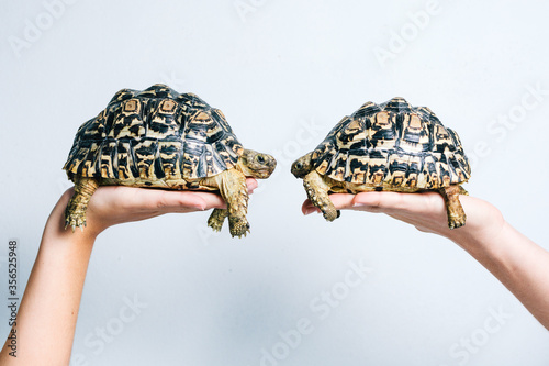 Obraz na plátně Pair of adorable little turtles held by crop anonymous persons on white backgrou