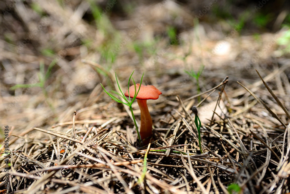edible mushrooms in the forest. summer forest. edible mushrooms in the forest. summer forest.