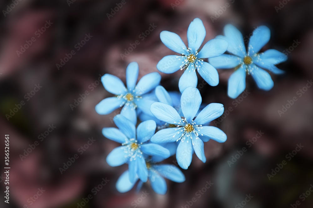 Beautiful small wild flowers, fantasy blue color on a natural background.