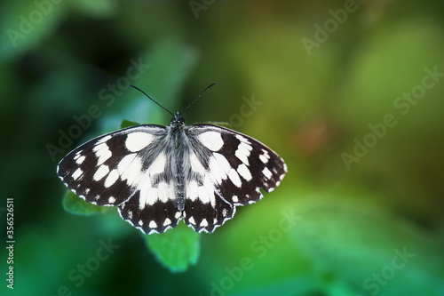 A butterfly with an unmistakable design forming a black cross-linkage on a white, checkered, black and white background, the Melanargia galathea is a unique butterfly. © RedPoppy