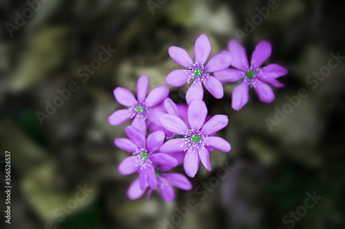 Beautiful small purple wild flowers on natural background.