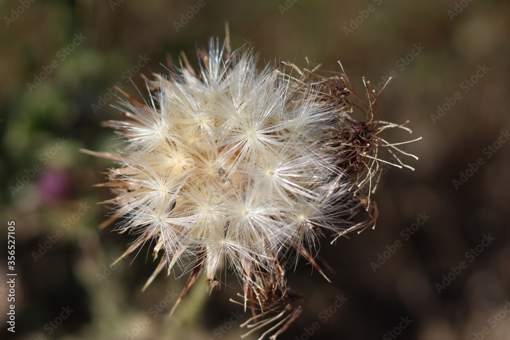 Fototapeta premium dandelion seed head