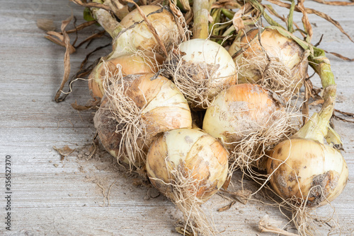 An Unearthed Harvest Of Sweet Onions