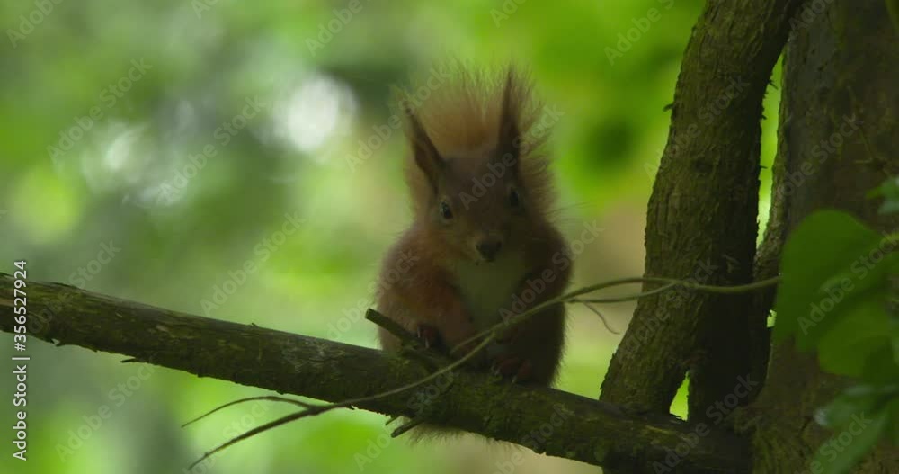 Cute Red Squirell perched on forest tree branch jumping climbing slow motion Cute Red Squirell perched on forest tree branch jumping climbing slow motion