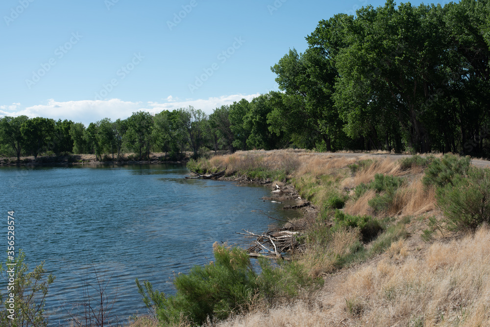Cottonwoods trees line a lakeside trail Cottonwoods trees line a lakeside trail