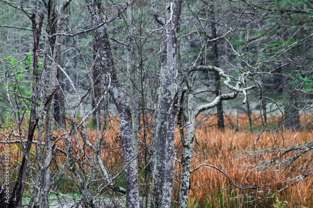 Fototapeta premium Reed grass and wetlands