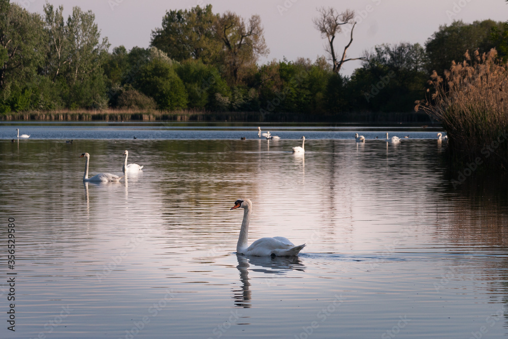 beautiful ponds raszyńskie with swan