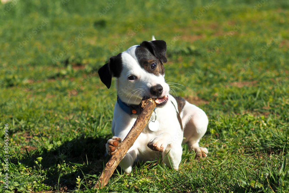 Jack Russell Terrier