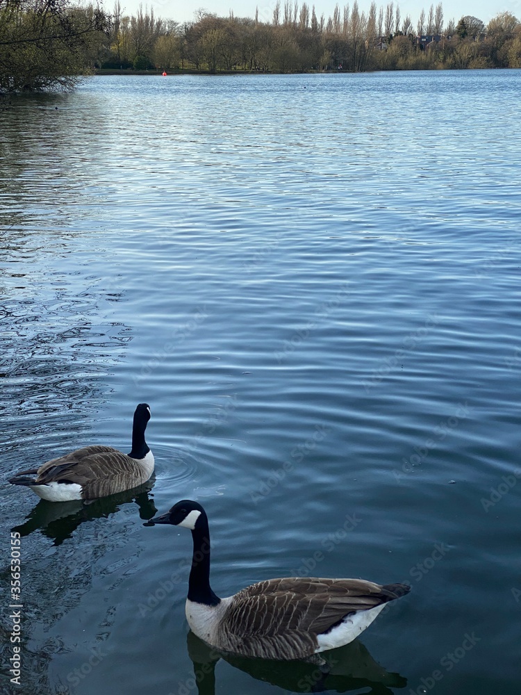 Obraz premium ducks on the lake