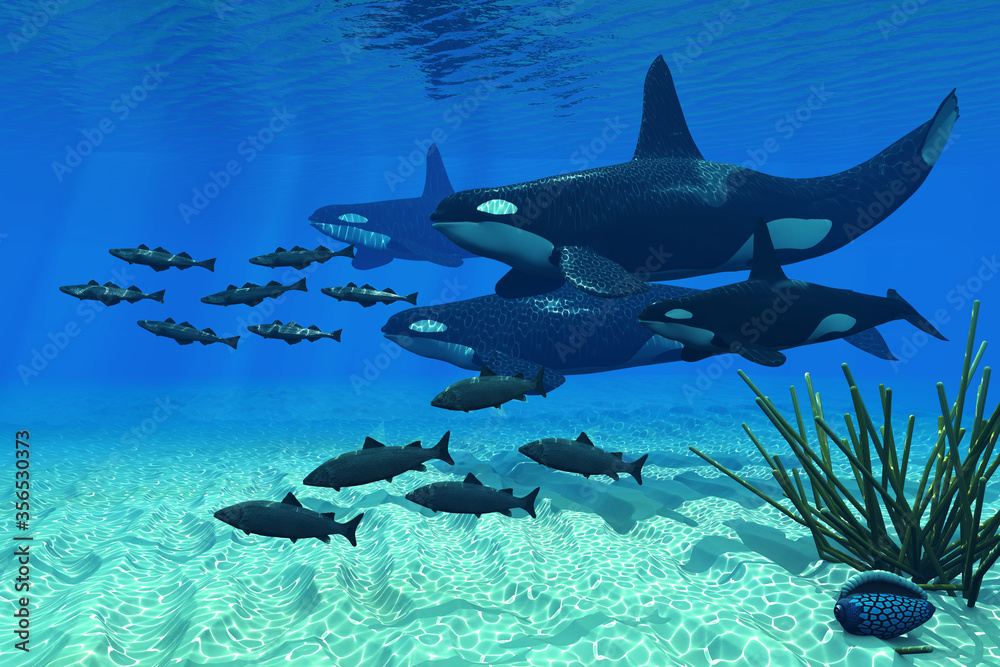 Φωτογραφία Orca Family - An Orca whale group of three males and one female hunt a school of Atlantic salmon in northern cold waters