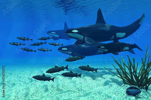 Orca Family - An Orca whale group of three males and one female hunt a school of Atlantic salmon in northern cold waters.