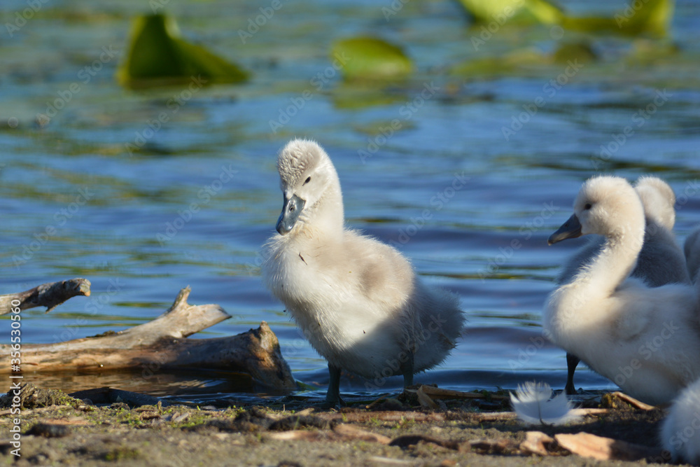 Baby Mute Swan cygnet 