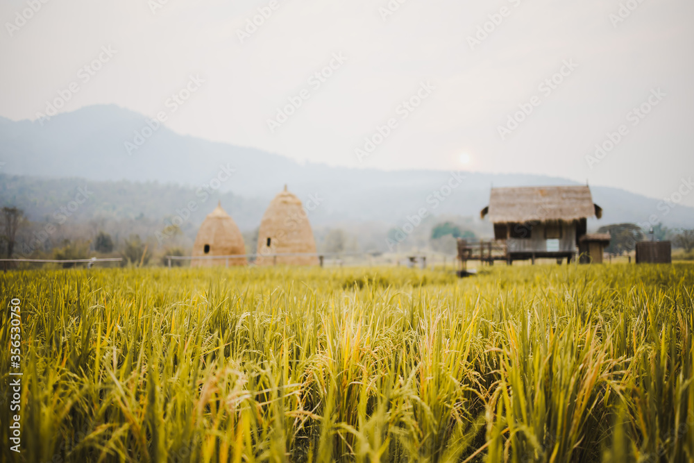 The rice fields in the countryside, Chiang Mai Thailand